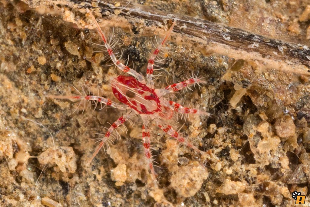 Erythracarus sp.  (Prostigmata - Anystidae)