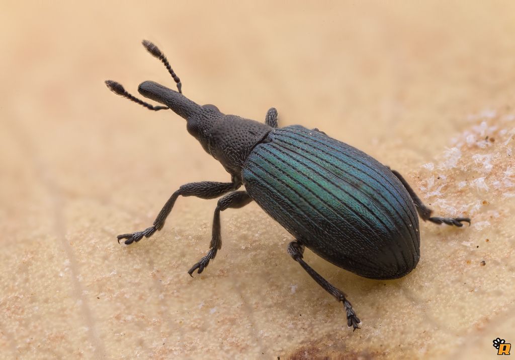 Apionidae: Perapion violaceum