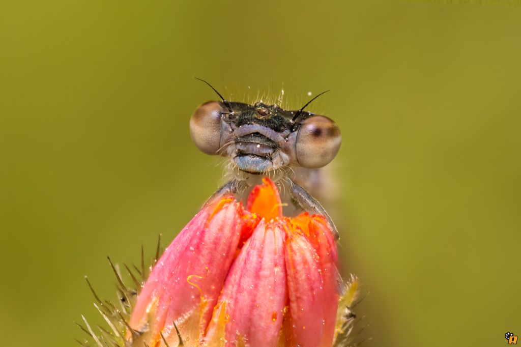 Ischnura genei, femmina neosfarfallata  (Coenagrionidae)