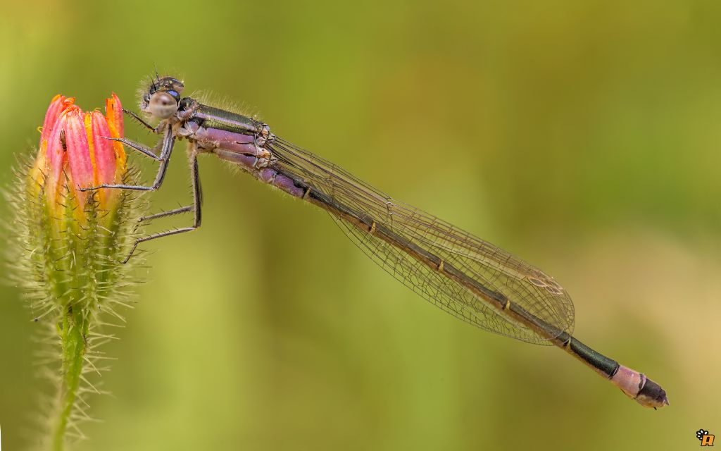 Ischnura genei, femmina neosfarfallata  (Coenagrionidae)