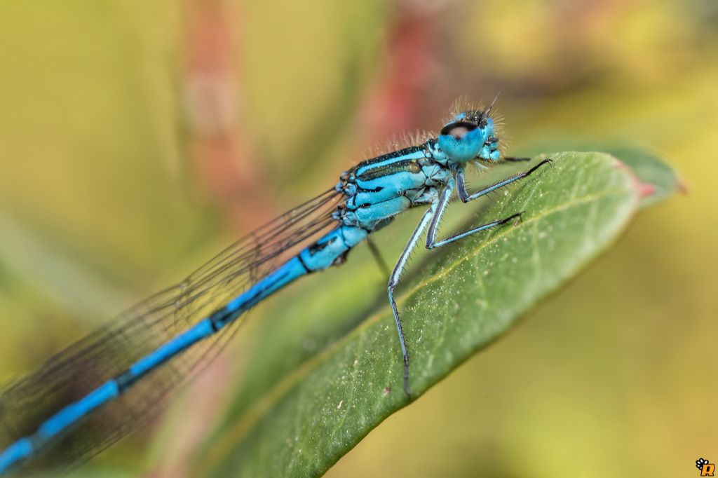 Coenagrion puella,  maschio