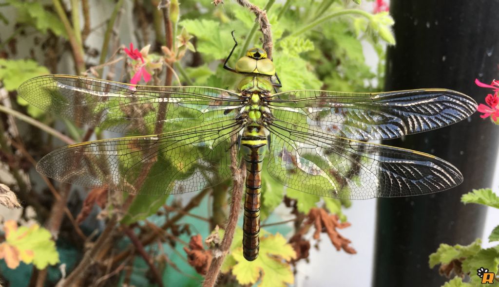 Anax Imperator?   S !!!