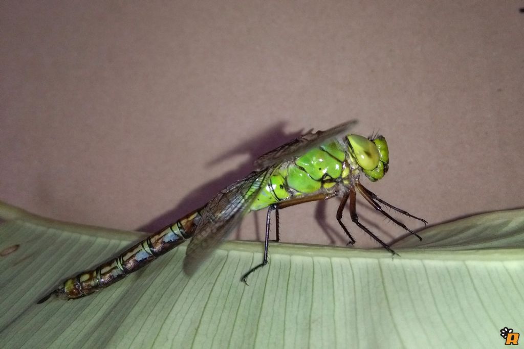 Anax Imperator?   S !!!