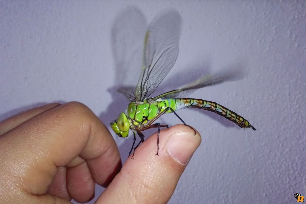 Anax Imperator?   S !!!