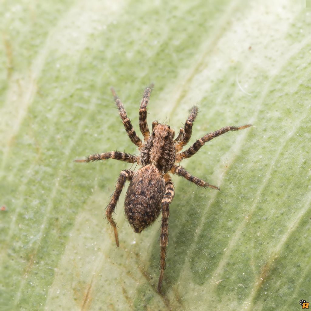 Lycosidae:  Pardosa sp.  - Olbia (OT)