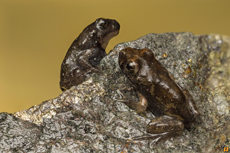 Da girini a rana, o rospo? Richiesta aiuto ID - Discoglossus sardus