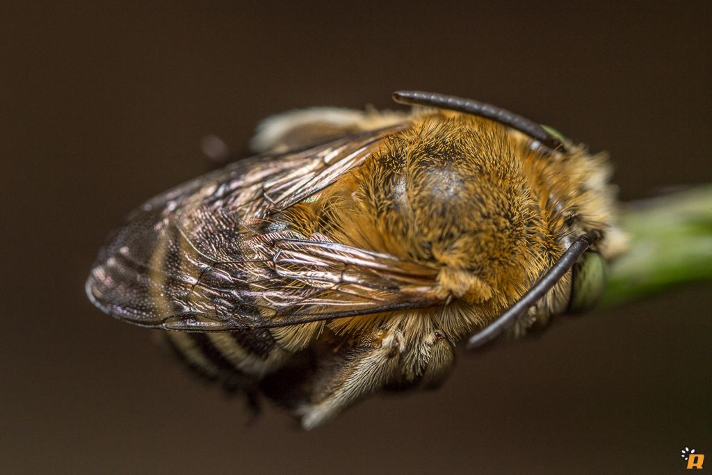 Ape africana: Amegilla sp. (Apidae Anthophorinae)