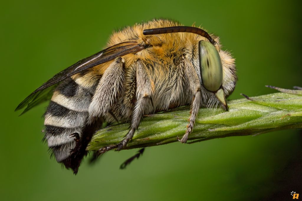 Ape africana: Amegilla sp. (Apidae Anthophorinae)