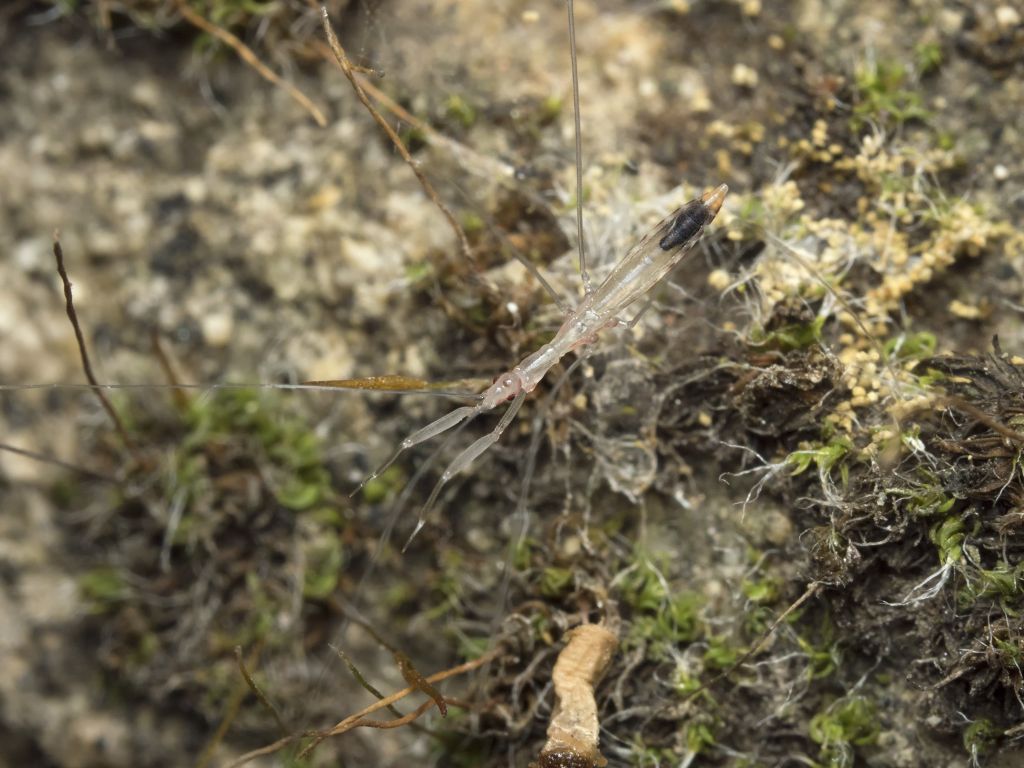 Reduviidae:  Ploiaria cfr. domestica