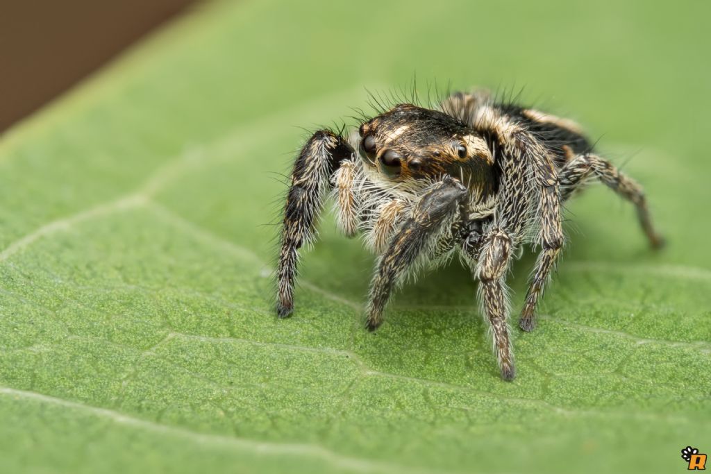 Pellenes sp. - Olbia (OT)