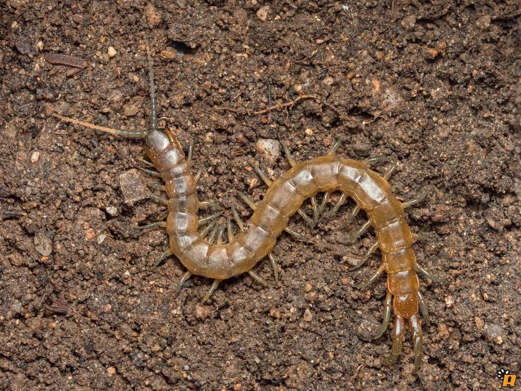 Scolopendra orianensis