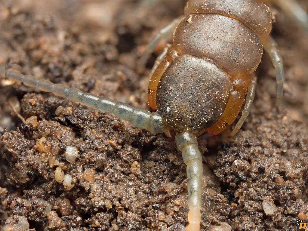 Scolopendra orianensis