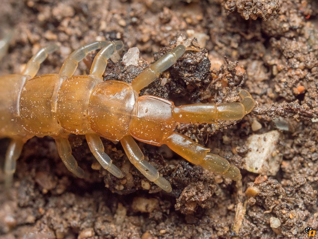 Scolopendra orianensis