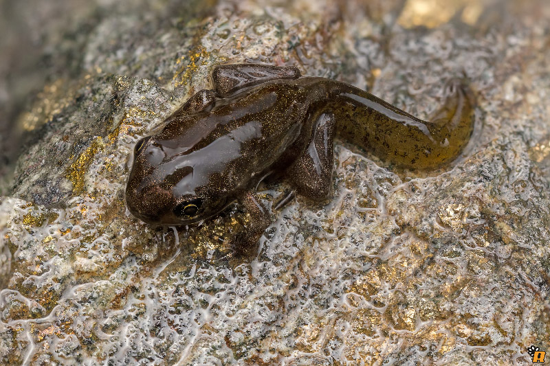 Da girini a rana, o rospo? Richiesta aiuto ID - Discoglossus sardus