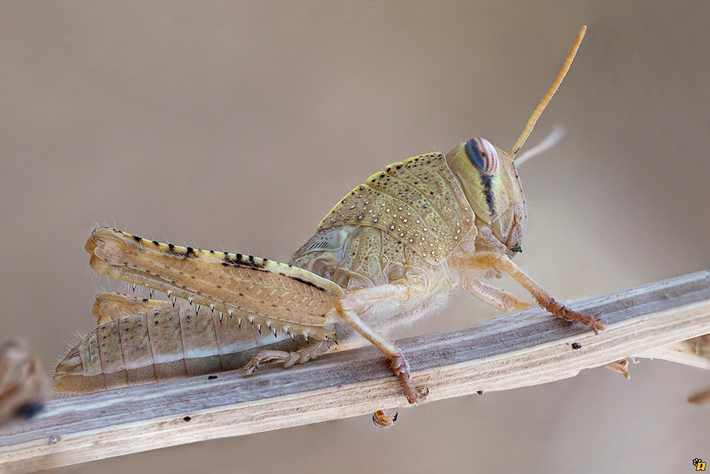 ninfa di Anacridium aegyptium