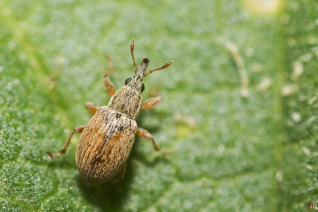 Malvapion malvae