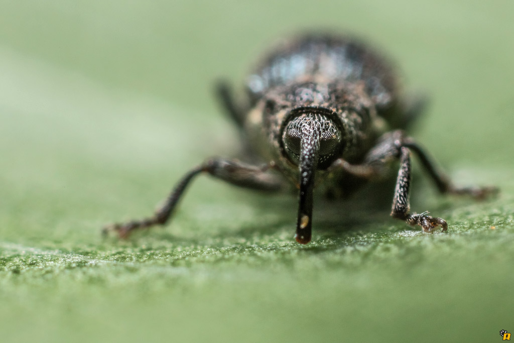 Ceutorhynchus sp. - Curculionidae