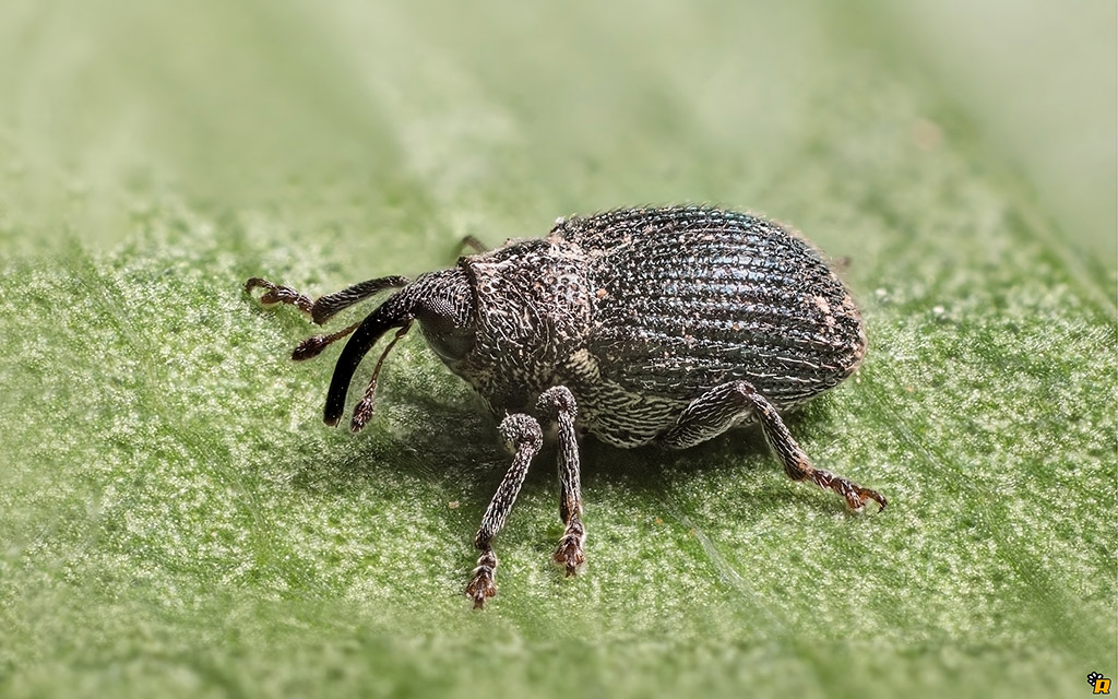 Ceutorhynchus sp. - Curculionidae