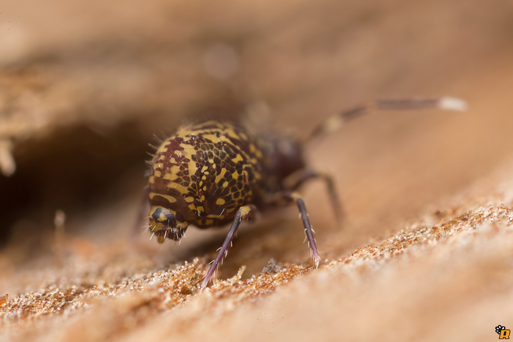 Collembola: Ptenothrix italica (Dicyrtomidae)