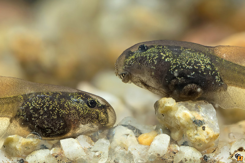 Da girini a rana, o rospo? Richiesta aiuto ID - Discoglossus sardus
