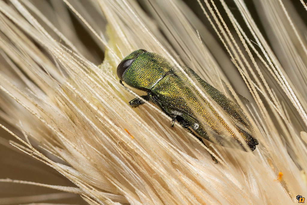 Buprestidae da identificare