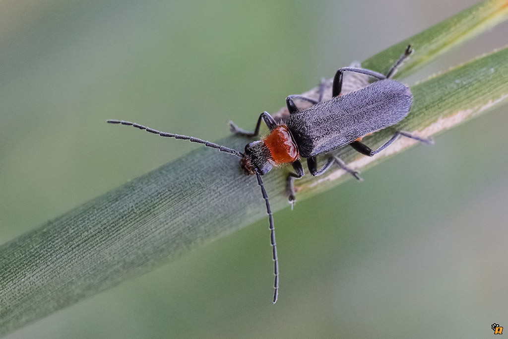 Cantharis inculta