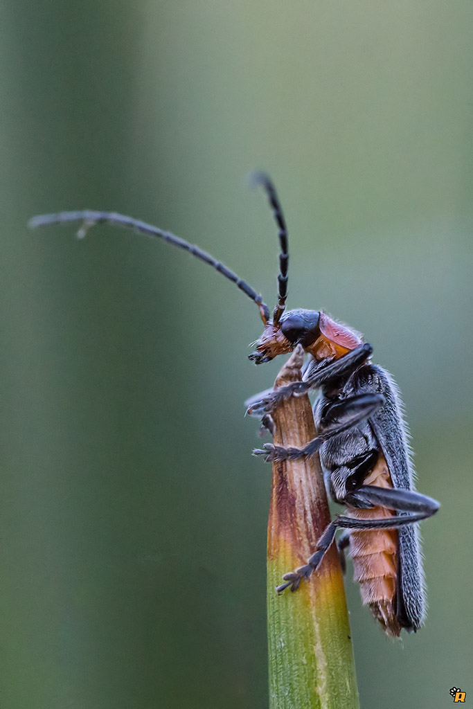 Cantharis inculta