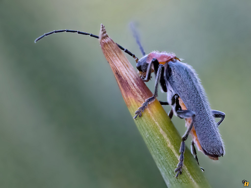 Cantharis inculta