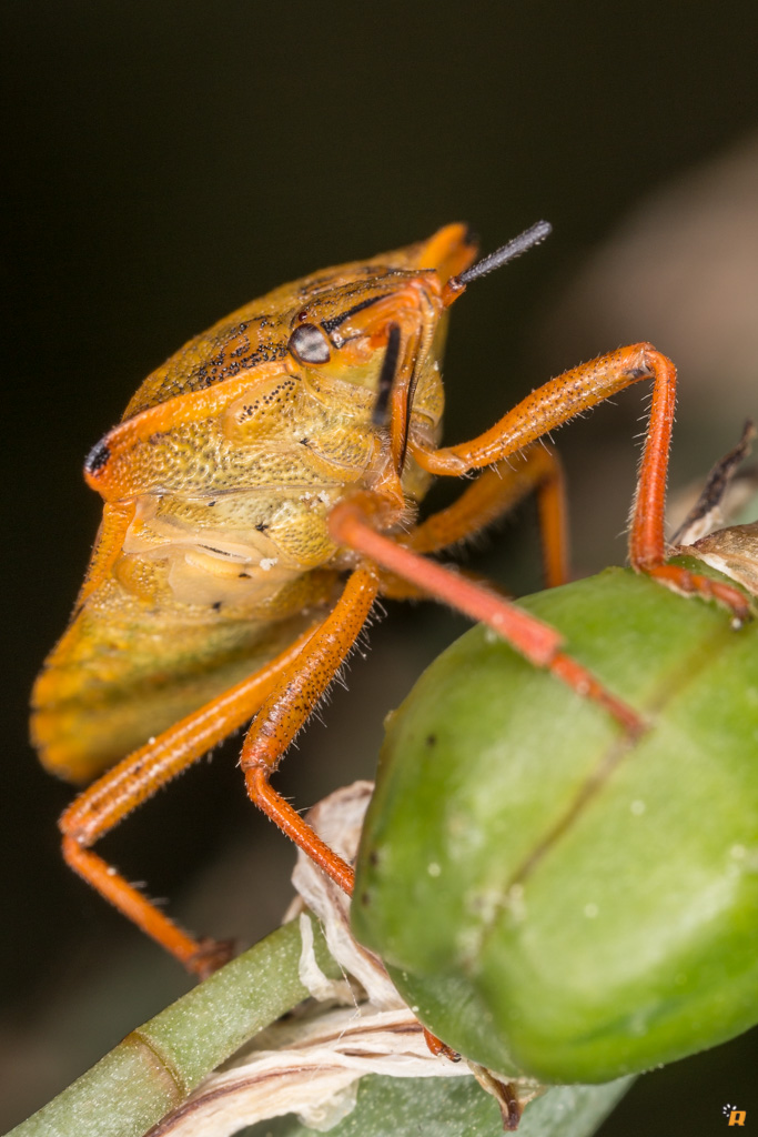 Pentatomidae: Carpocoris mediterraneus atlanticus - Sardegna