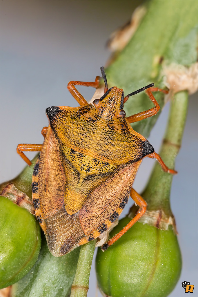 Pentatomidae: Carpocoris mediterraneus atlanticus - Sardegna