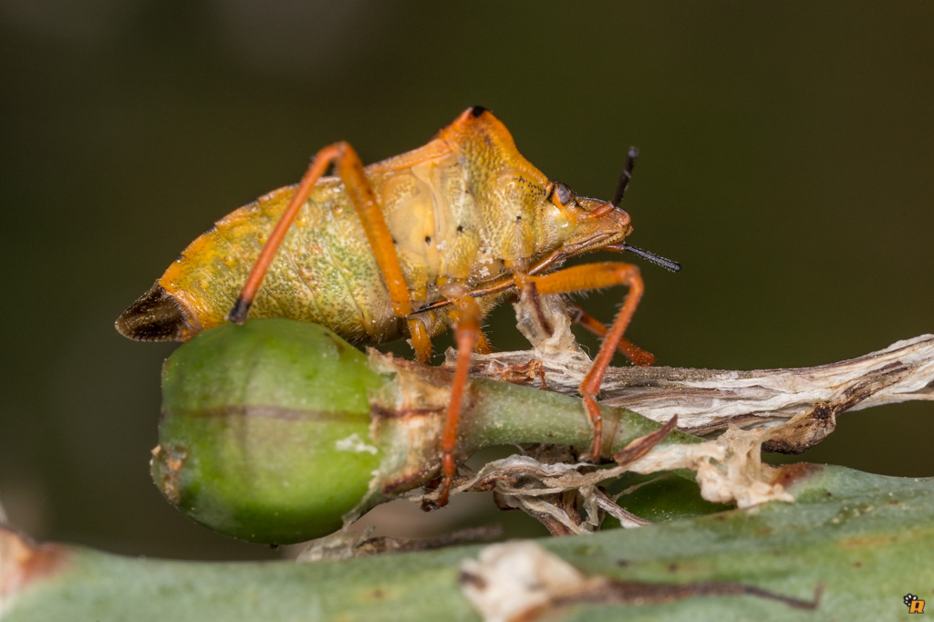 Pentatomidae: Carpocoris mediterraneus atlanticus - Sardegna