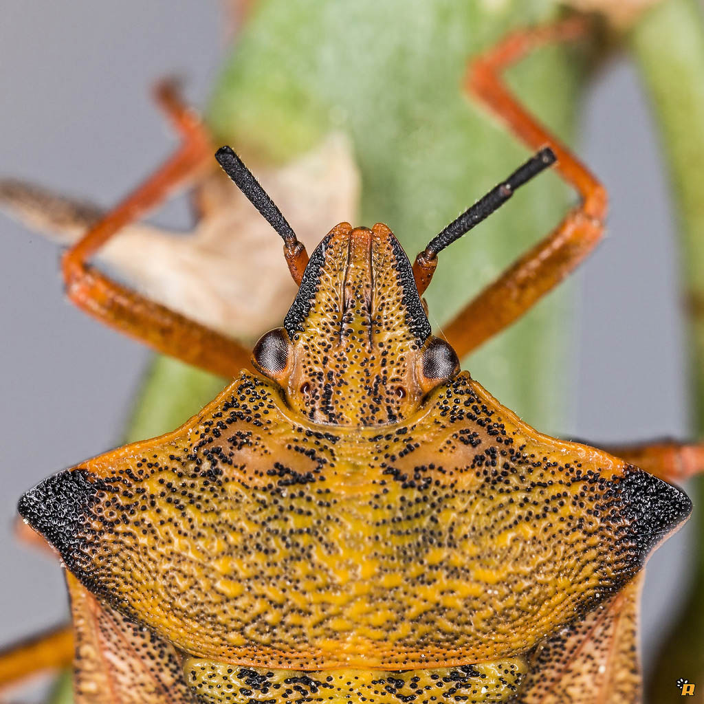 Pentatomidae: Carpocoris mediterraneus atlanticus - Sardegna