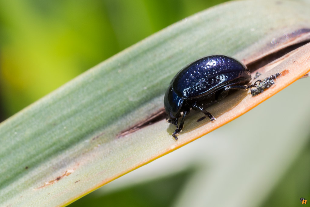 Chrysolina cfr. quadrigemina