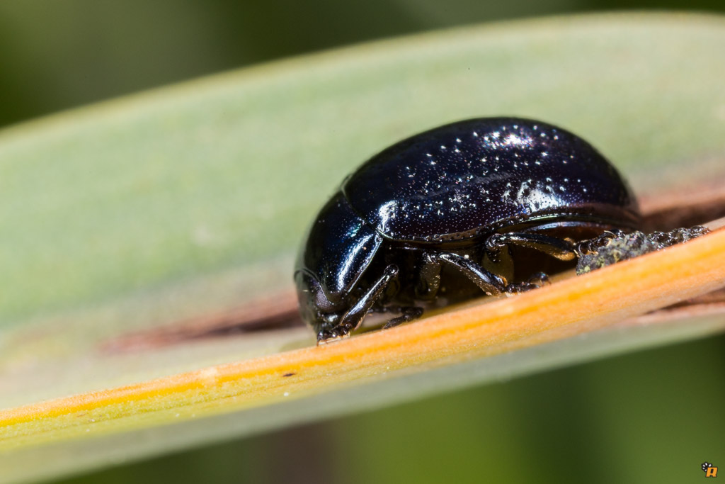 Chrysolina cfr. quadrigemina