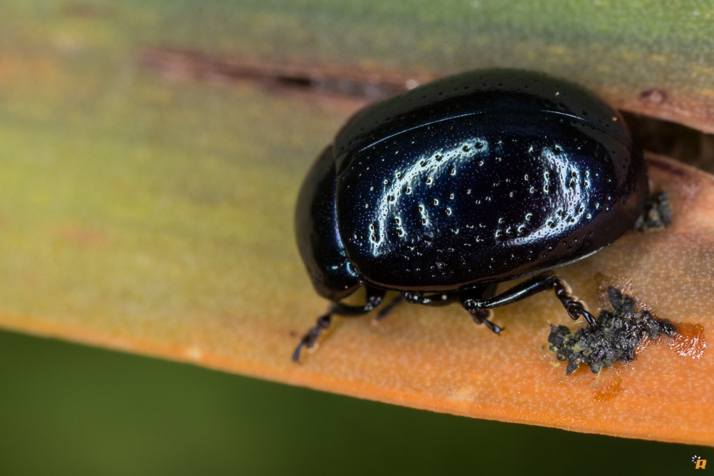 Chrysolina cfr. quadrigemina