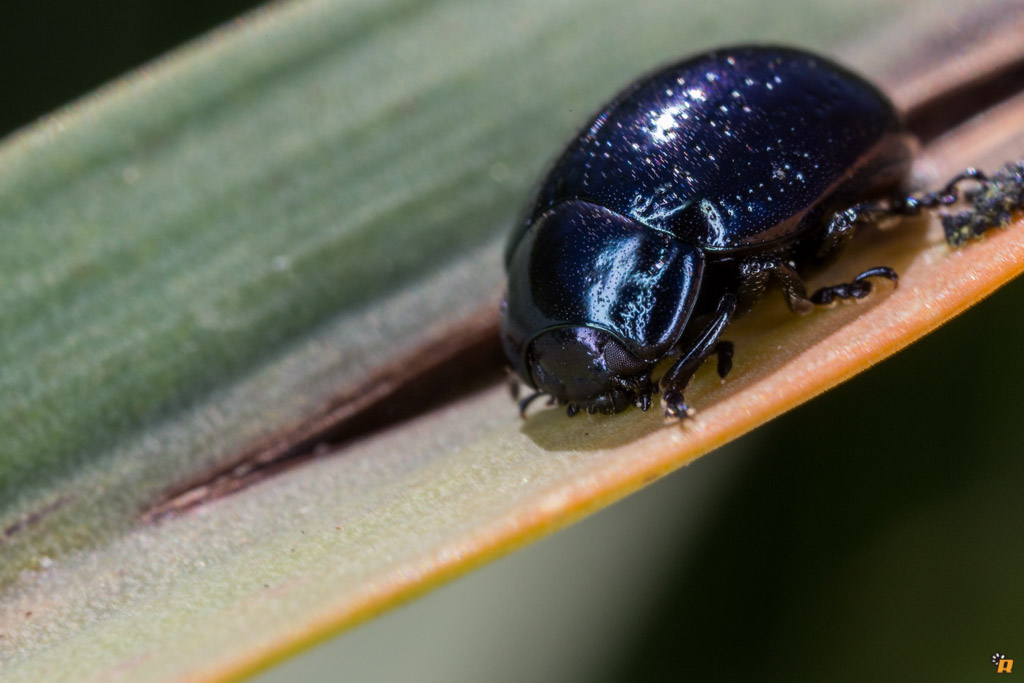 Chrysolina cfr. quadrigemina