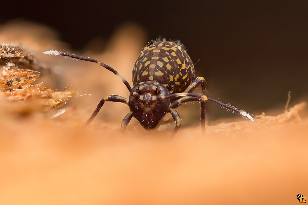 Collembola: Ptenothrix italica (Dicyrtomidae)