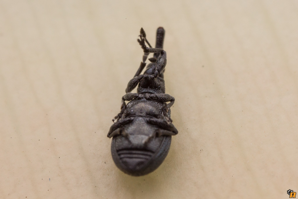 Apionidae: Perapion violaceum