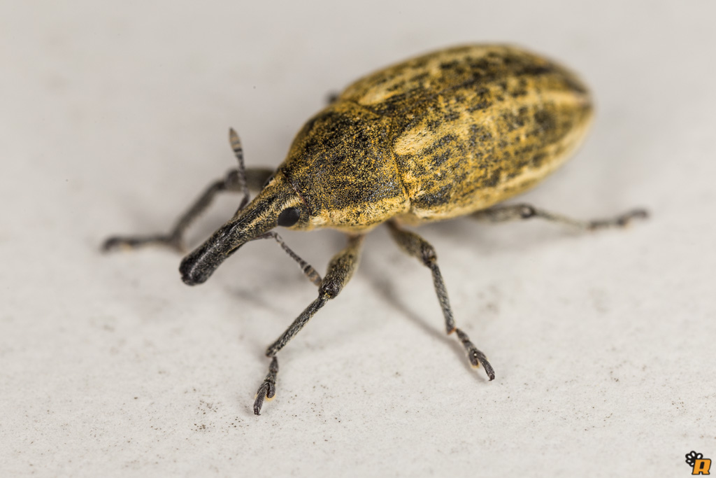 Curculionidae da identificare - Larinus ursus