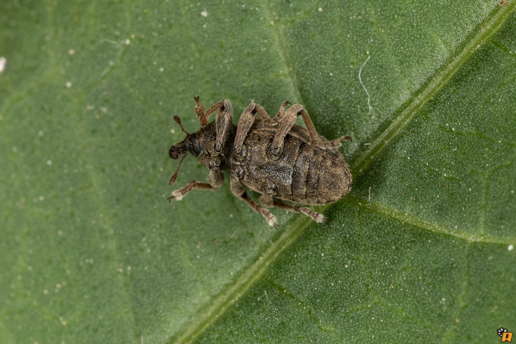 Curculionidae :  Hypera postica