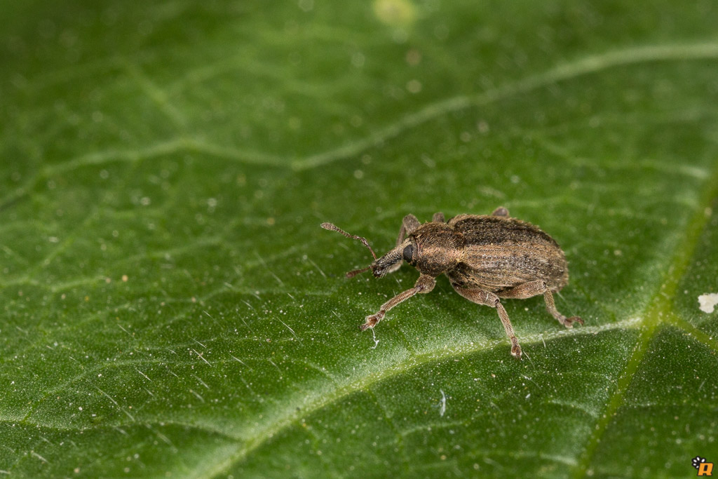 Curculionidae :  Hypera postica