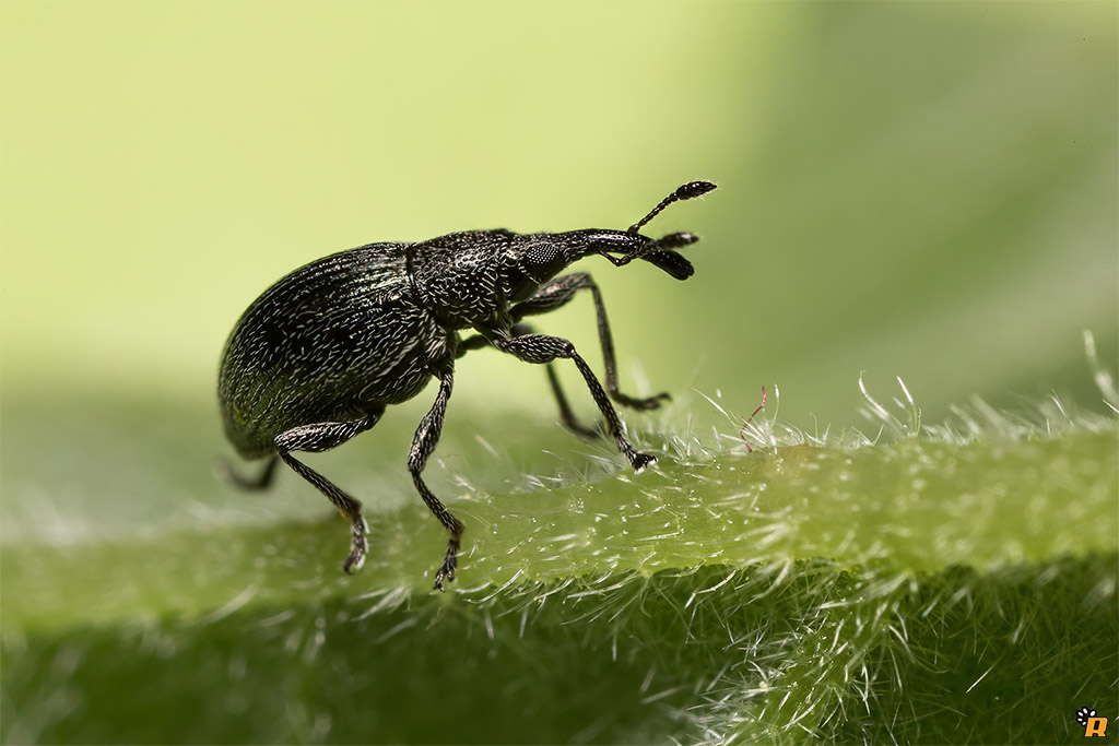 Curculionidae da identificare: Apion sp.