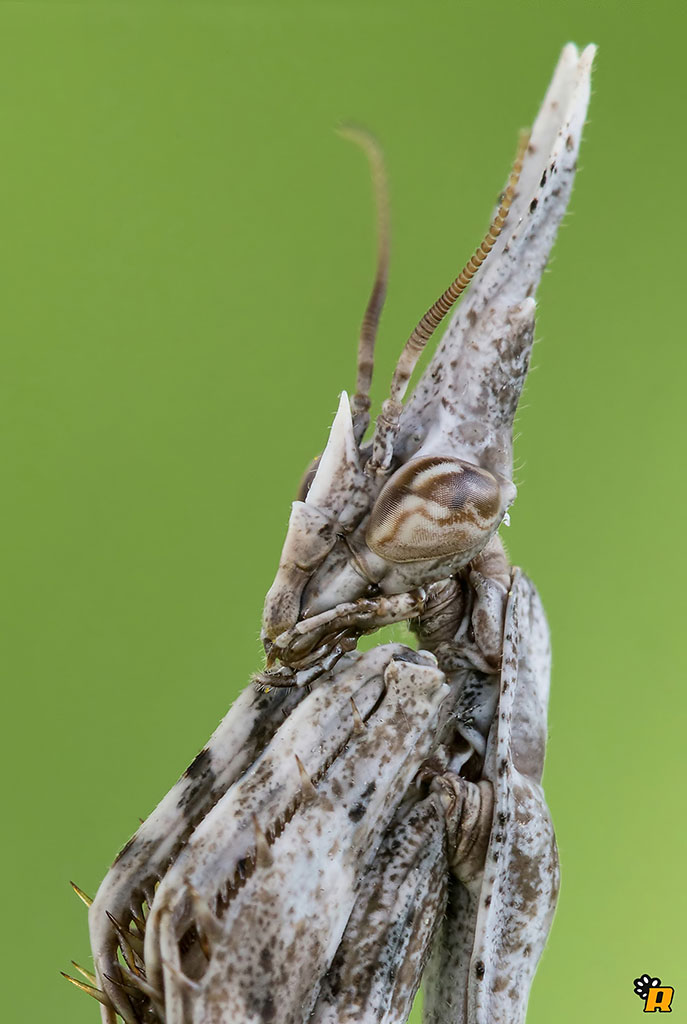 Empusa Pennata o Fasciata