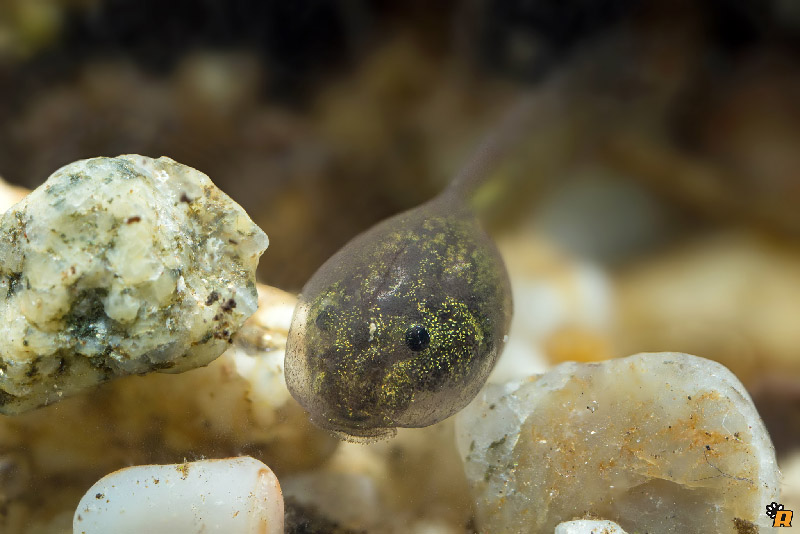 Da girini a rana, o rospo? Richiesta aiuto ID - Discoglossus sardus