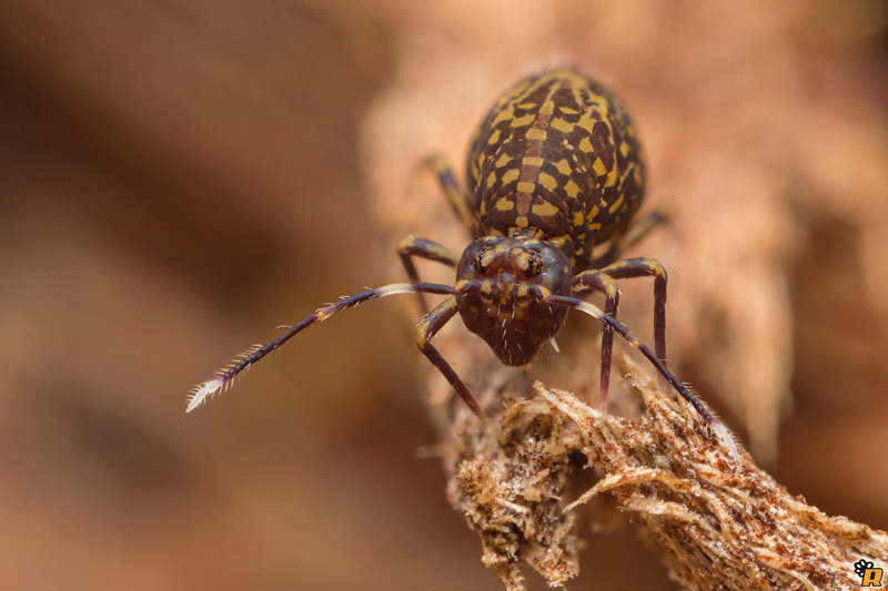 Collembola: Ptenothrix italica (Dicyrtomidae)