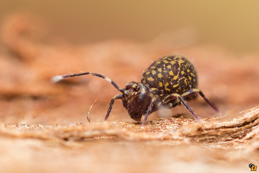 Collembola: Ptenothrix italica (Dicyrtomidae)