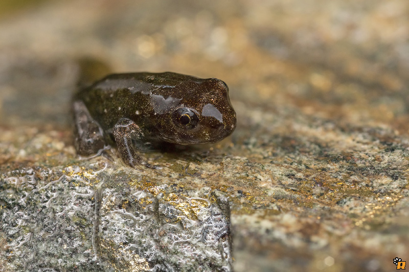 Da girini a rana, o rospo? Richiesta aiuto ID - Discoglossus sardus