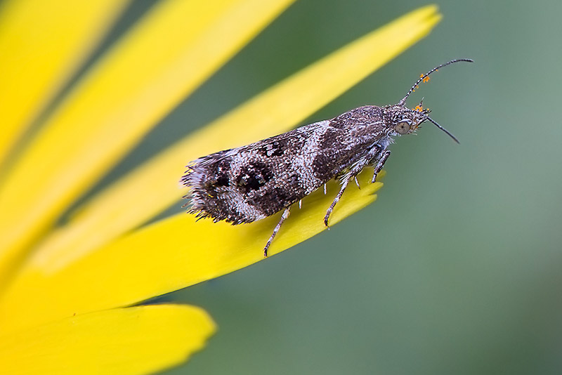 Falena da identificare
