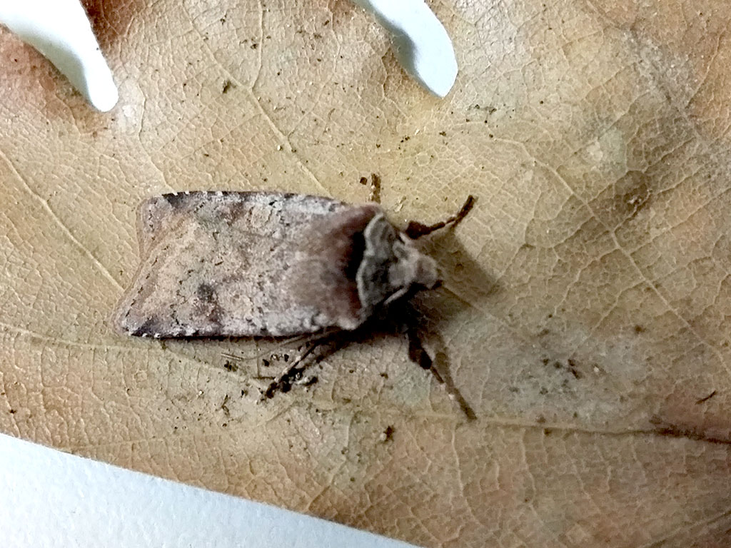 Falena (Noctuidae?) da identificare - Cerastis faceta