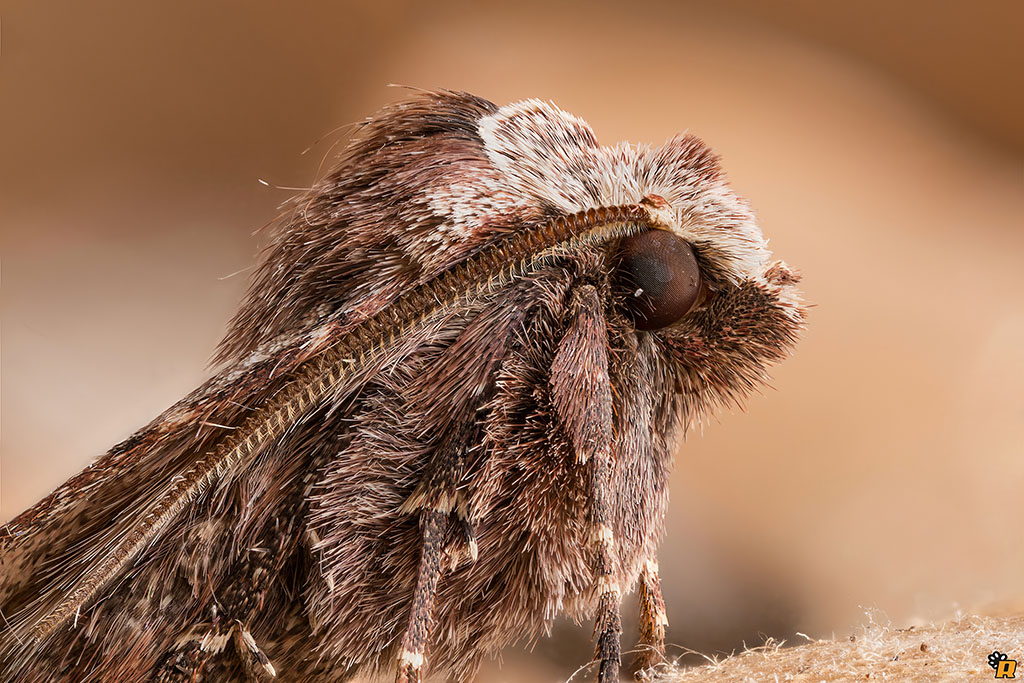 Falena (Noctuidae?) da identificare - Cerastis faceta